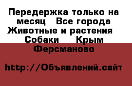 Передержка только на месяц - Все города Животные и растения » Собаки   . Крым,Ферсманово